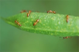 ants on seed pod